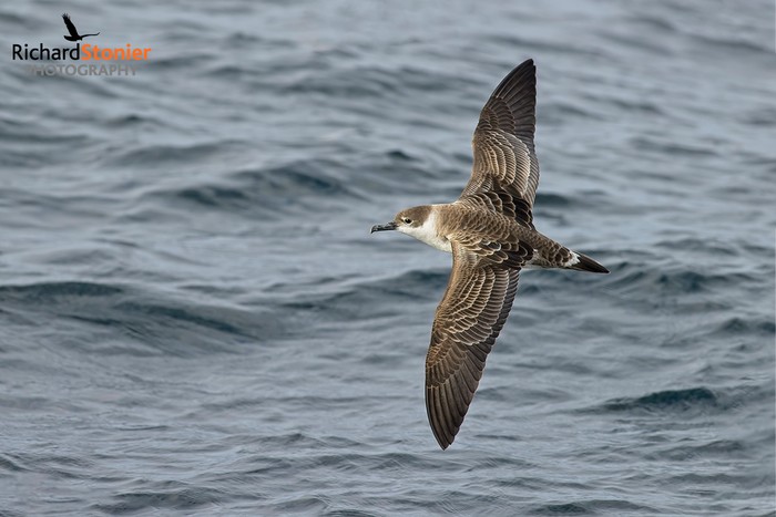 Great Shearwater