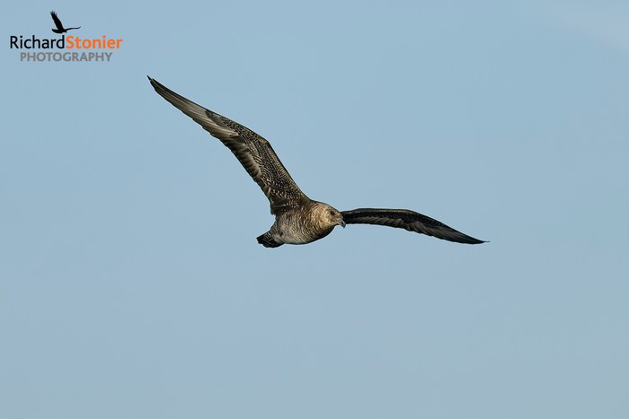 Pomarine Skua