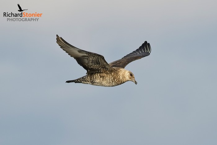 Pomarine Skua
