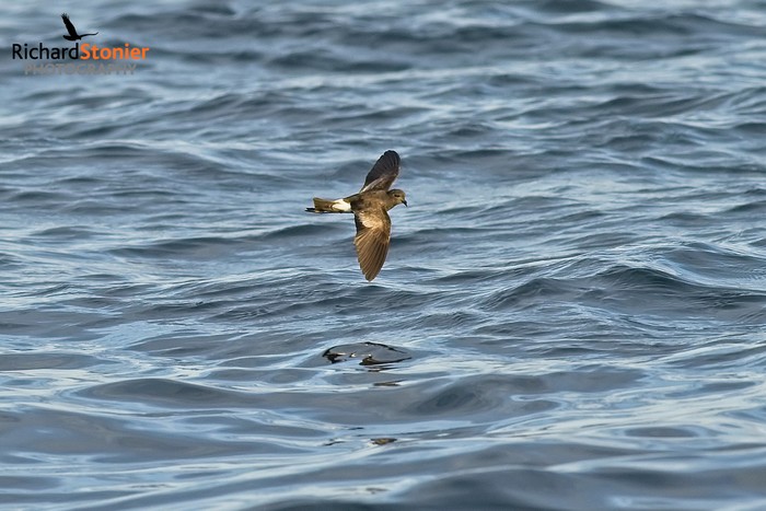 Wilson's Petrel
