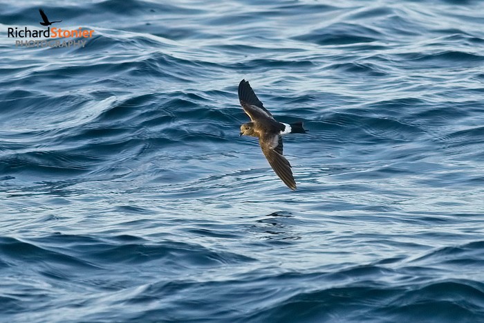 Wilson's Petrel