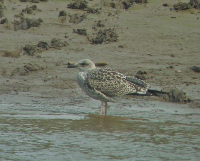 Yellow-legged Gull