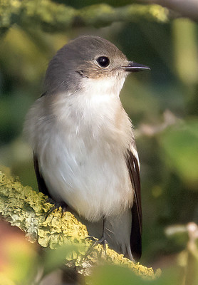 Pied Flycatcher