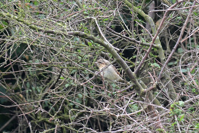 Wryneck