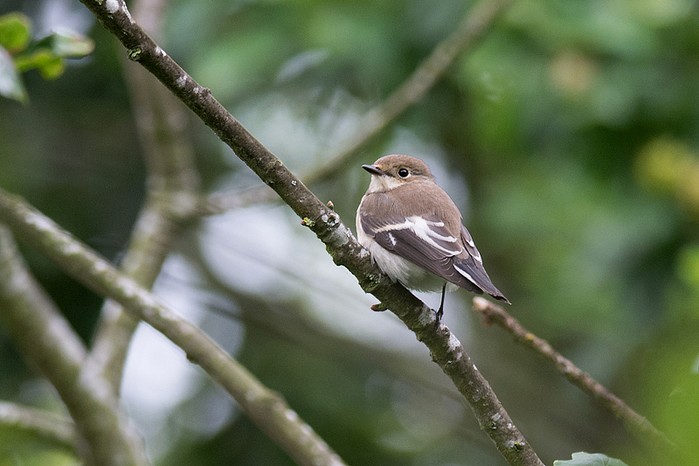 Pied Flycatcher