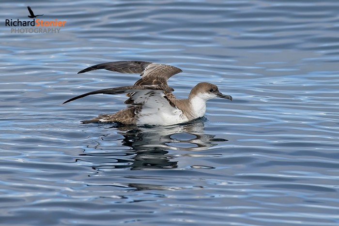 Great Shearwater