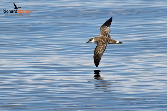 Great Shearwater
