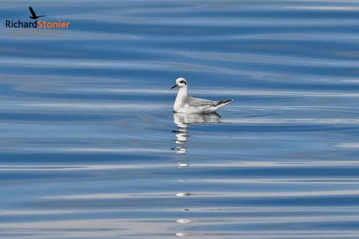Grey Phalarope