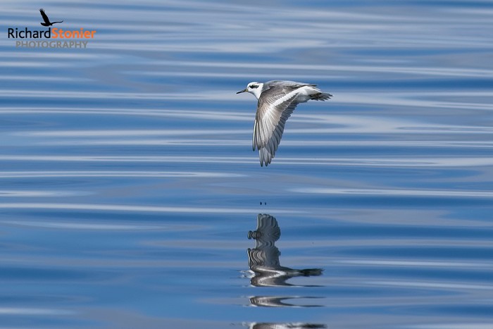 Grey Phalarope