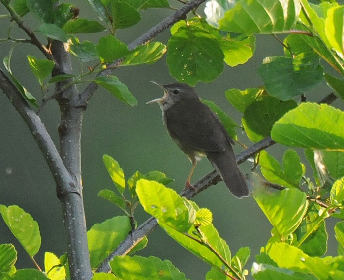 River Warbler