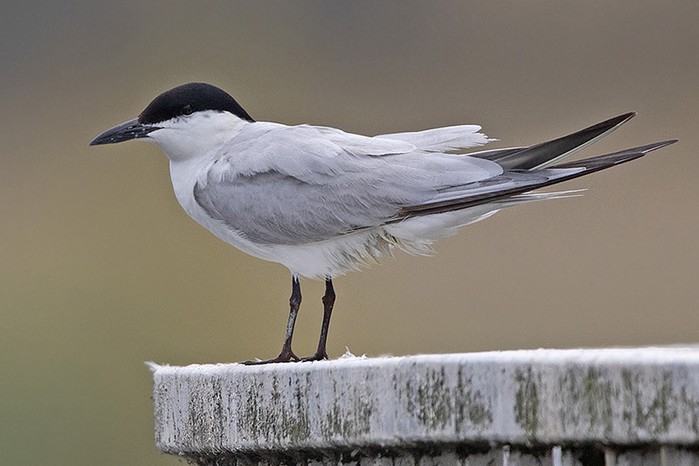 Gull-billed Tern