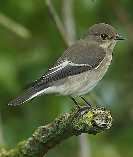 Pied Flycatcher