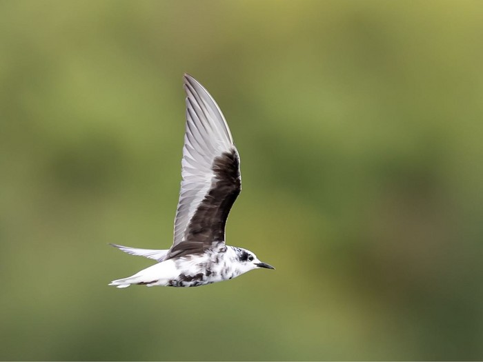 White-winged Black Tern