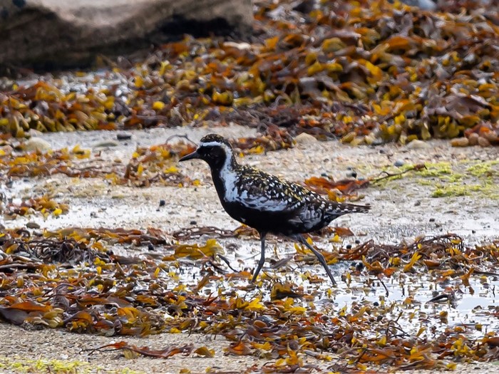 Pacific Golden Plover