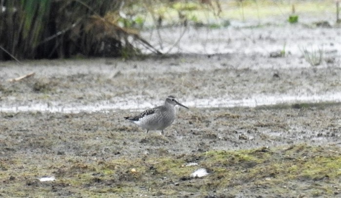 Wood Sandpiper