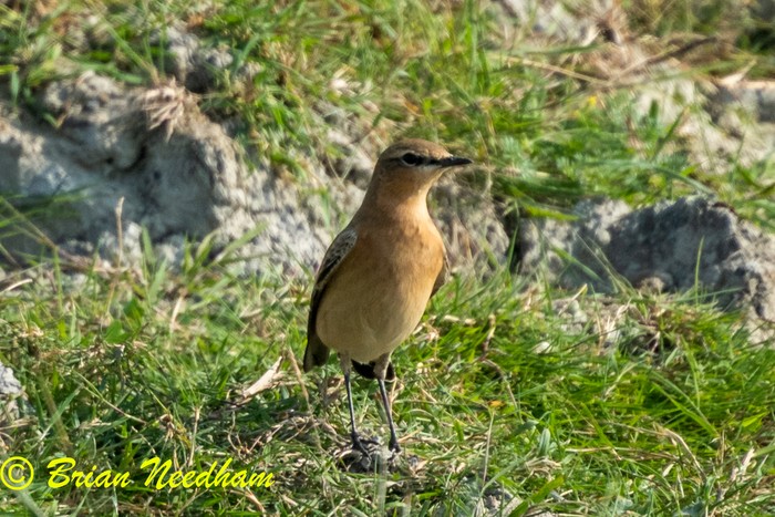 Wheatear
