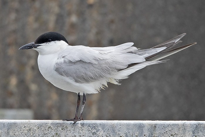 Gull-billed Tern