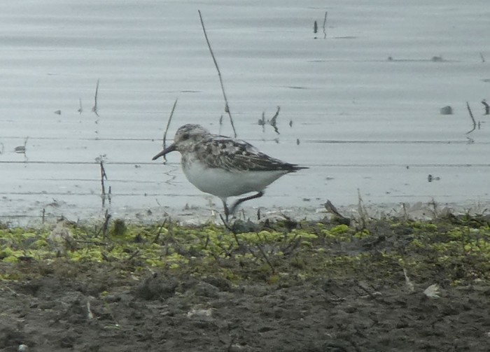 Sanderling