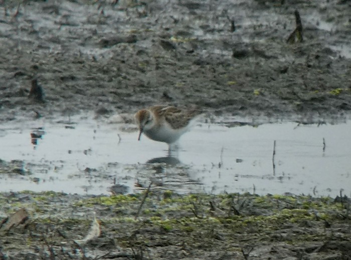 Little Stint