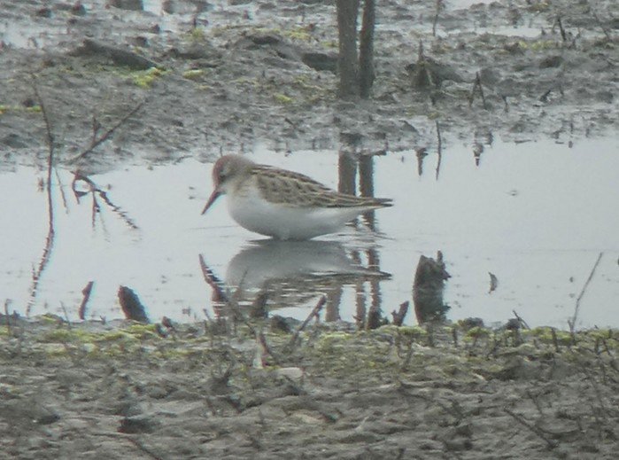 Little Stint
