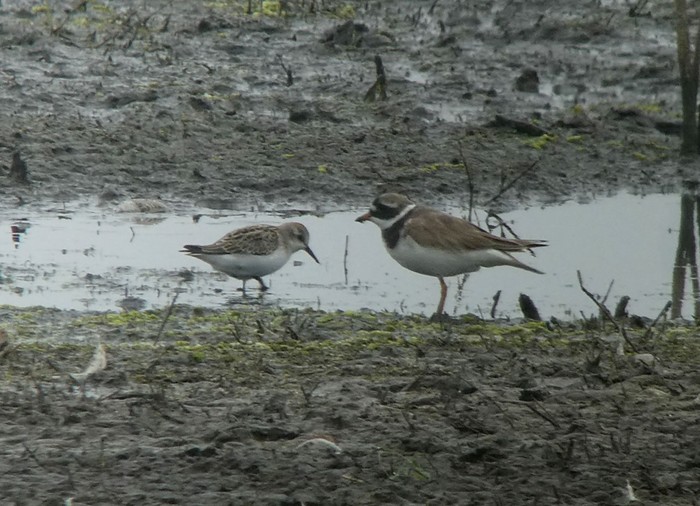 Little Stint