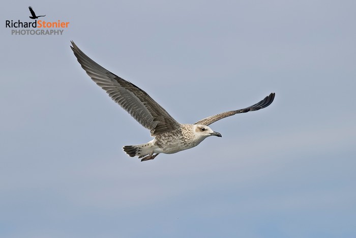 Yellow-legged Gull