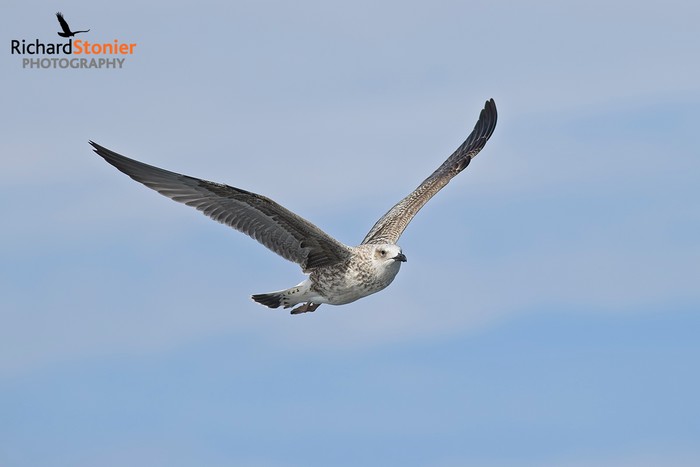 Yellow-legged Gull