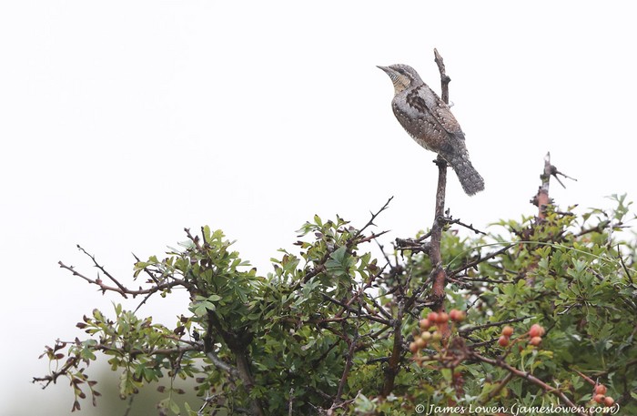 Wryneck