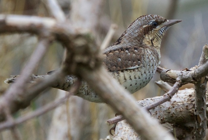 Wryneck