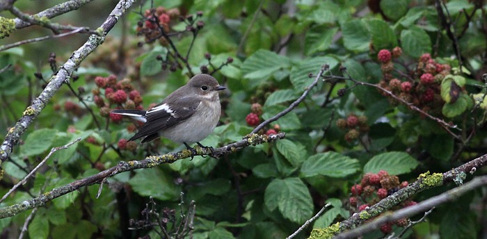 Pied Flycatcher