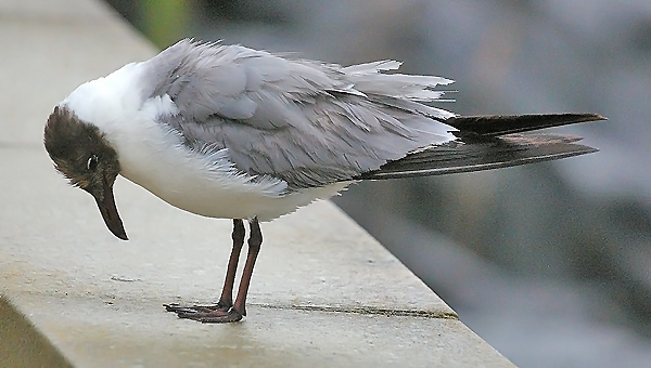 Laughing Gull