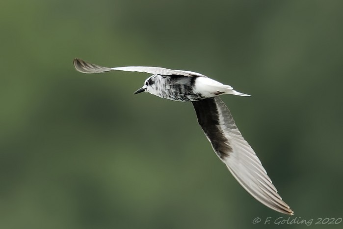 White-winged Black Tern