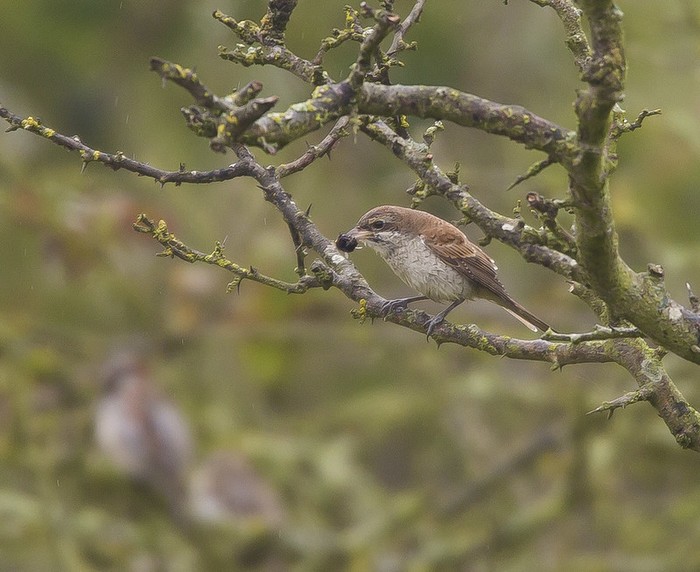 Red-backed Shrike