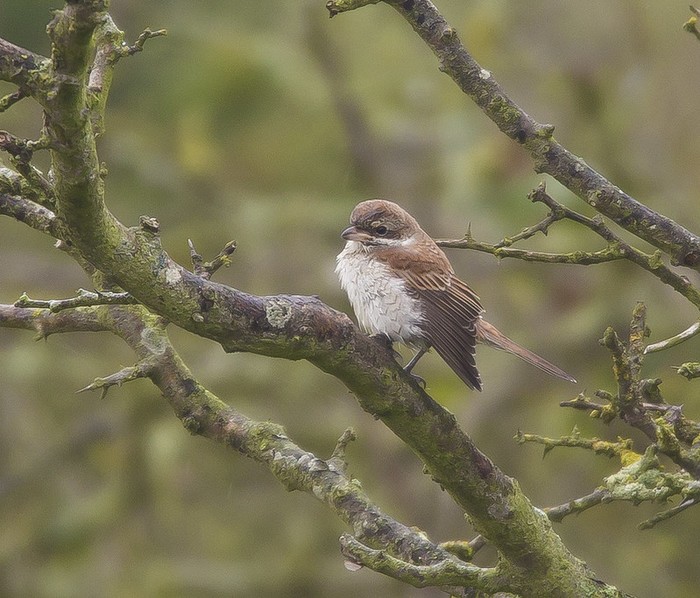 Red-backed Shrike