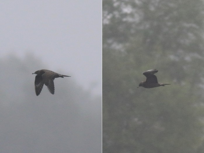 Long-tailed Skua