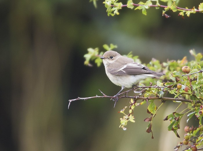 Pied Flycatcher