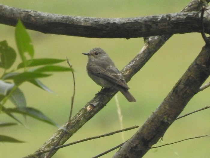 Spotted Flycatcher