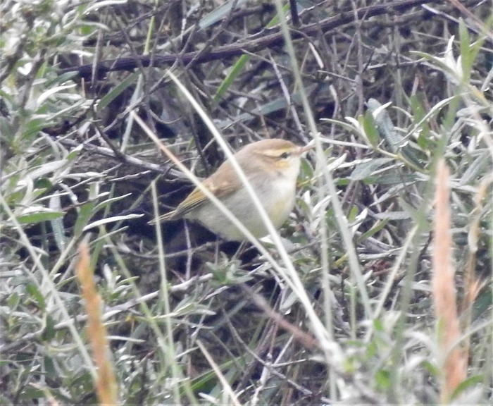 Greenish Warbler