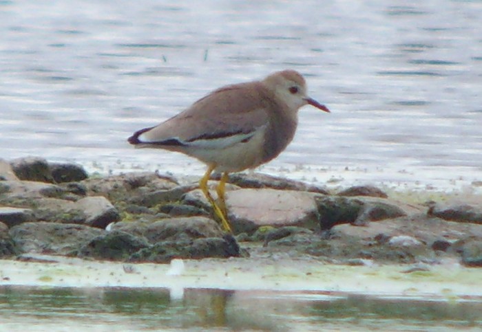 White-tailed Plover