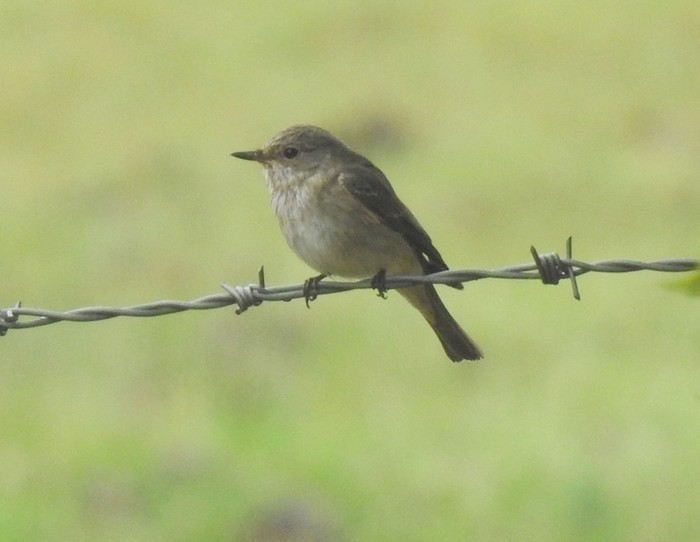 Spotted Flycatcher