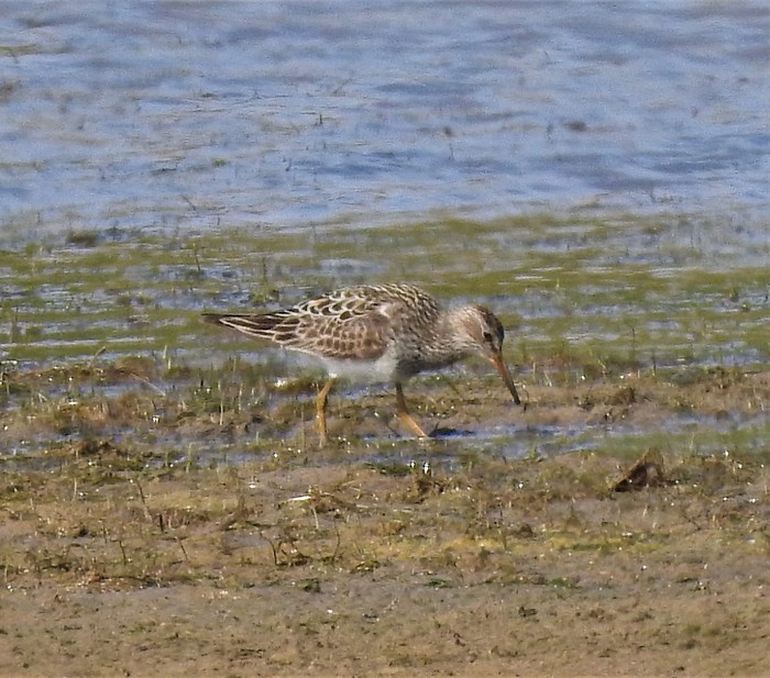Pectoral Sandpiper