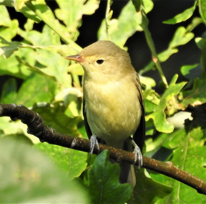Icterine Warbler