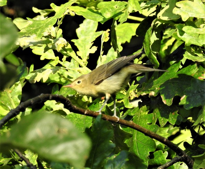 Icterine Warbler