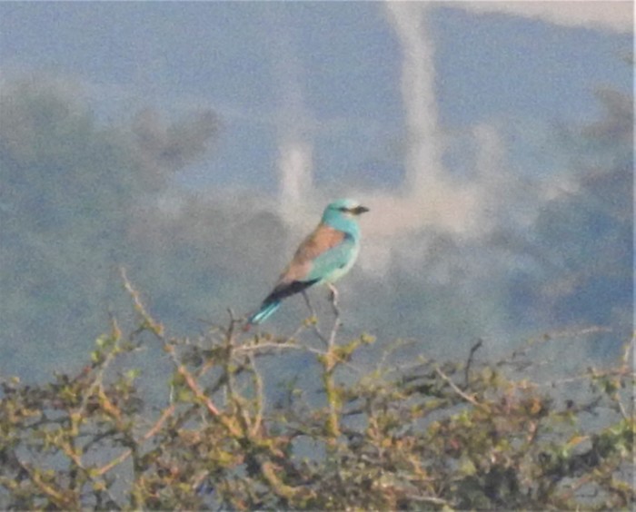 Roller