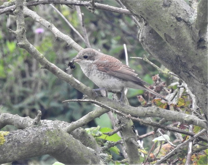 Red-backed Shrike