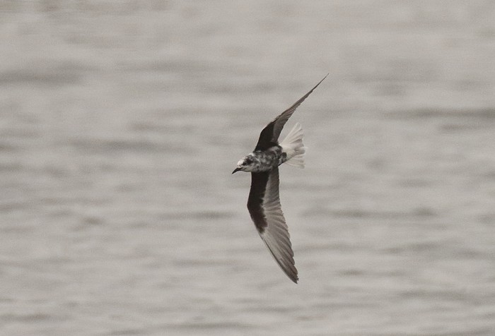 White-winged Black Tern