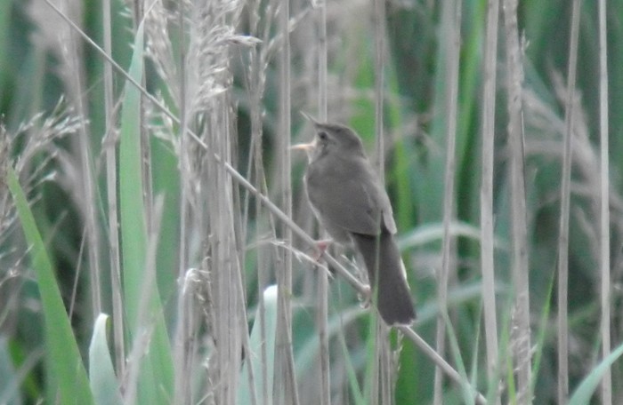 River Warbler