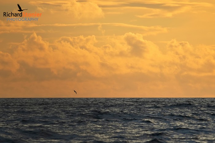 Cory's Shearwater