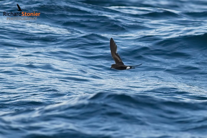 Wilson's Petrel