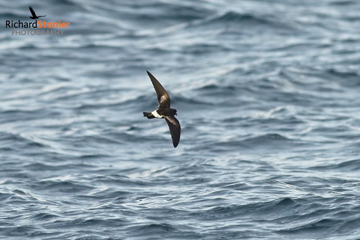 Wilson's Petrel